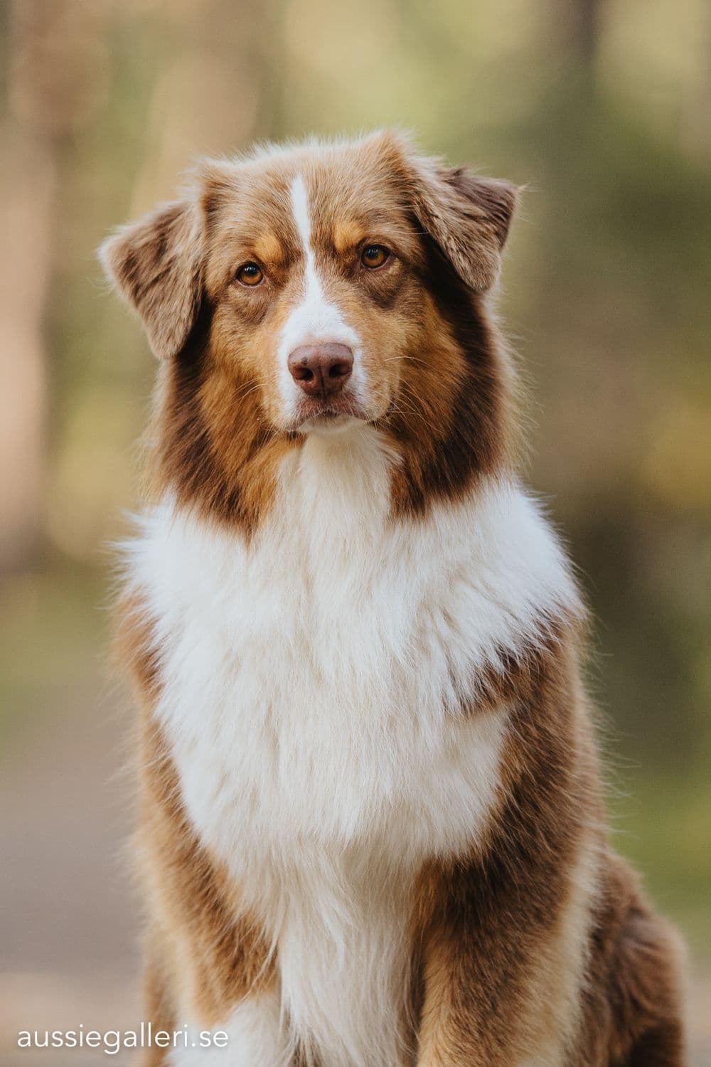 Goaussie Harvey The Spectacular rakt framifrån